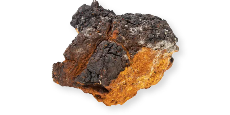  - Inonotus obliquus