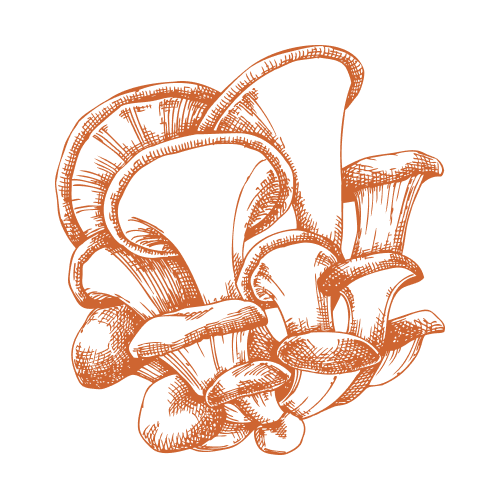 Citronnelle de l'ours 