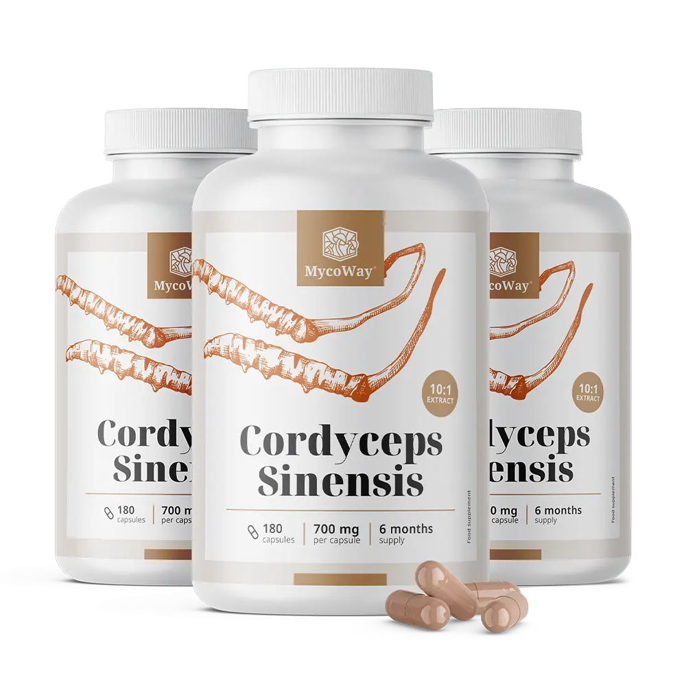Cordyceps sinensis 1400 mg – extrait 10:1