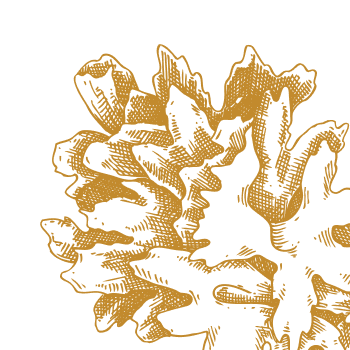 Précieuse et miraculeuse champignon