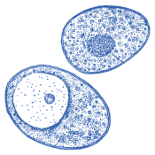 Choix de qualité pour tous les jours